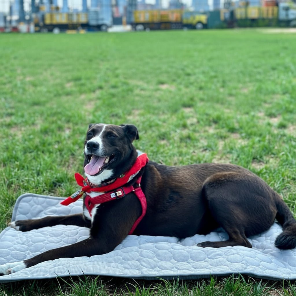 Dog cooling mat featuring self-cooling fabric and waterproof design, perfect for keeping pets comfortable; suitable for both dogs and cats, and easily washable for convenience 1