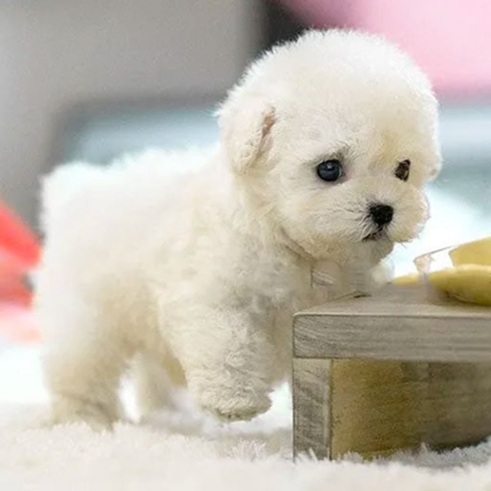 Interactive plush puppy toy featuring gentle movements and realistic sound effects, perfect for children to engage in imaginative play and companionship. 1